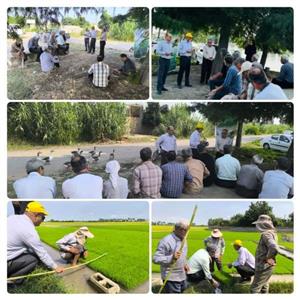 برگزاری كارگاه آموزشی مدیریت به زراعی برنج در روستای خردونكلا