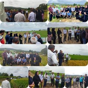 برگزاری دوره آموزشی در روستای كمكلا به همت محققین معاونت موسسه برنج
